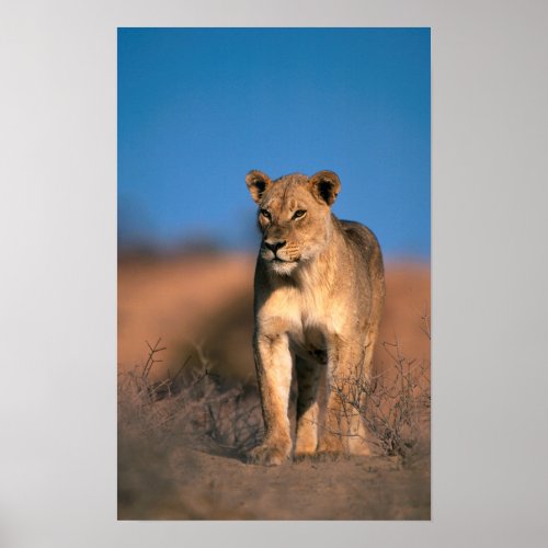 Portrait Of Lioness Panthera Leo Poster