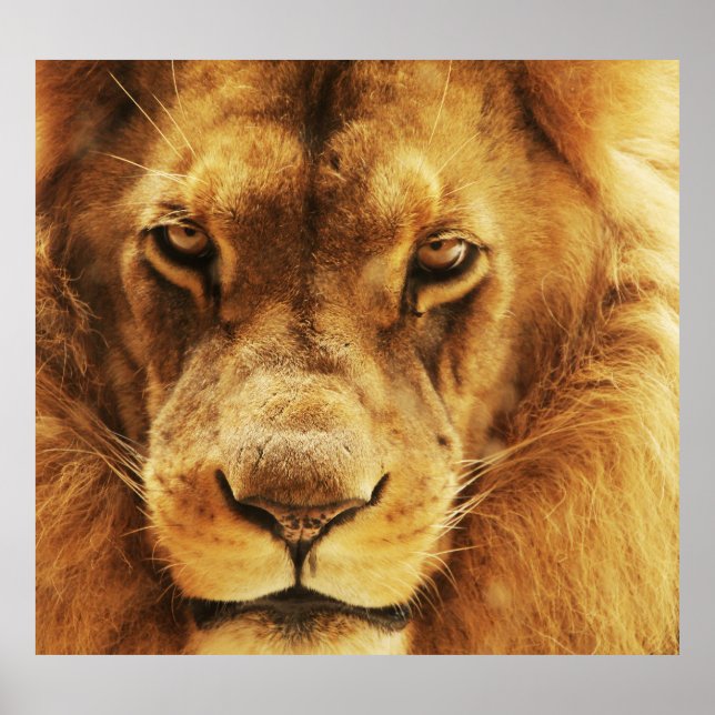 Portrait of male African lion. Poster (Front)