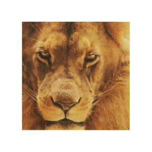Portrait of male African lion. Wood Wall Art