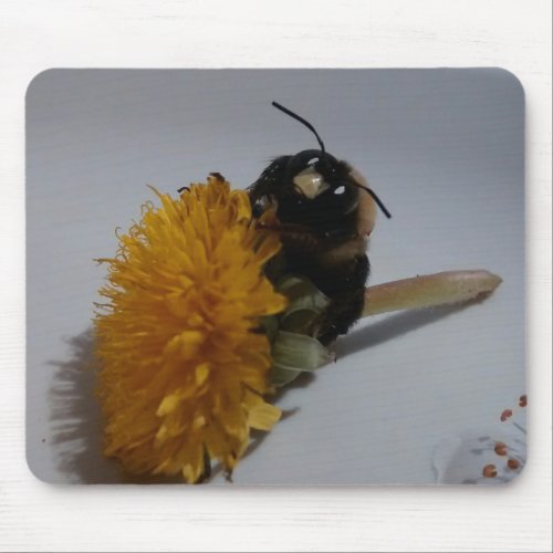 Portrait of Male Carpenter Bee with Dandelion Mouse Pad
