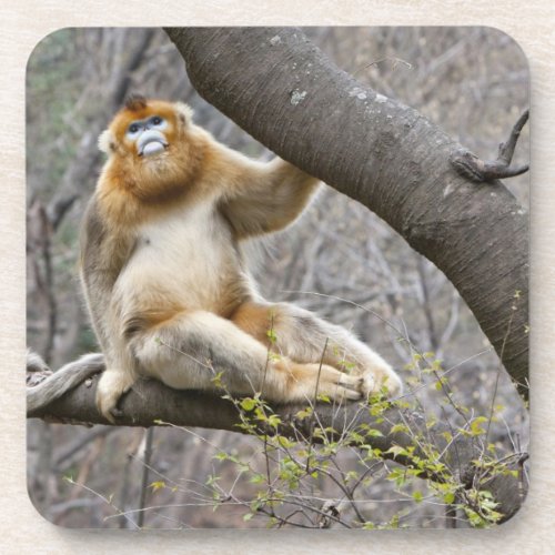 Portrait of male Golden monkey in tree Beverage Coaster