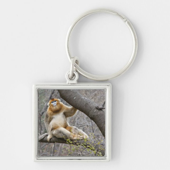 Portrait of male Golden monkey in tree Keychain (Front)