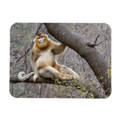 Portrait of male Golden monkey in tree Magnet