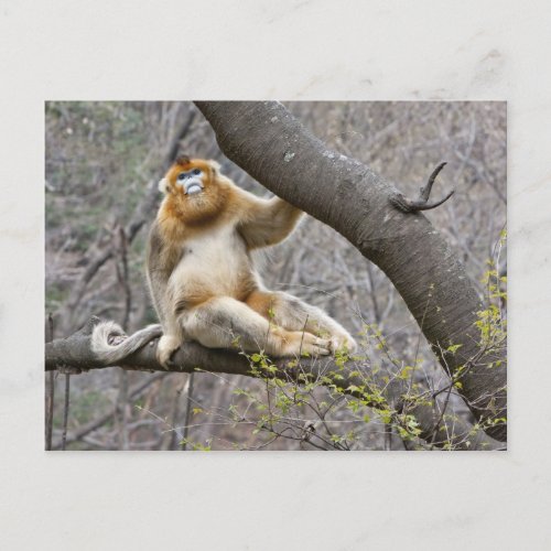 Portrait of male Golden monkey in tree Postcard