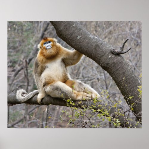 Portrait of male Golden monkey in tree Poster
