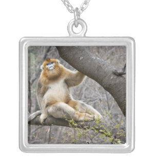 Portrait of male Golden monkey in tree Silver Plated Necklace