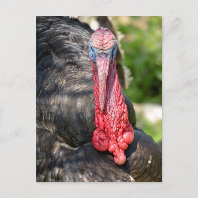 Portrait of male turkey postcard (Front)