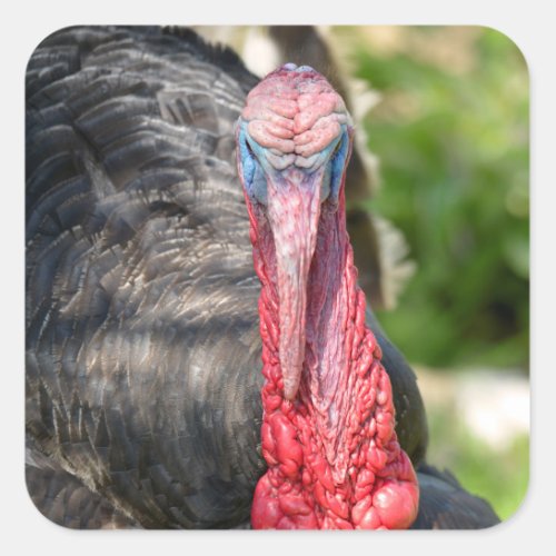 Portrait of male turkey postcard square sticker