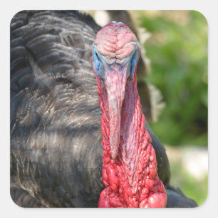 Portrait of male turkey postcard square sticker