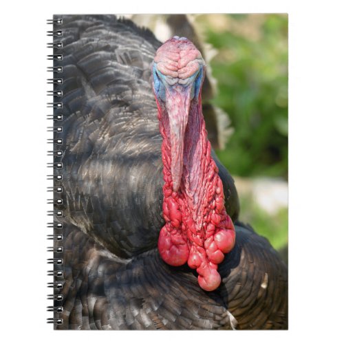 Portrait of male turkey postcard T_Shirt Notebook