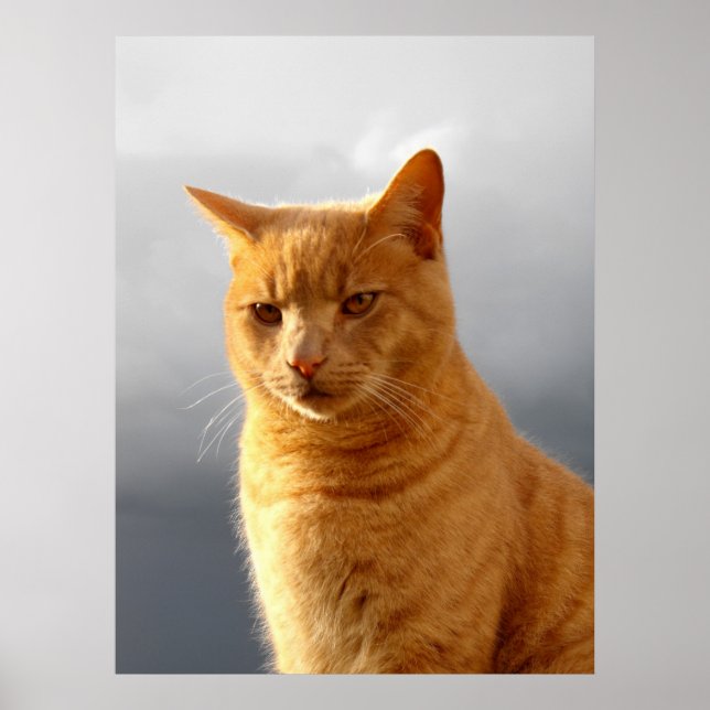 Portrait of Merlin the ginger cat Poster (Front)