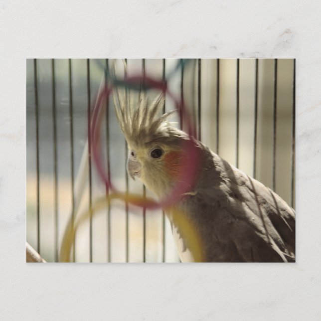 Portrait of Molly through Ring Postcard (Front)