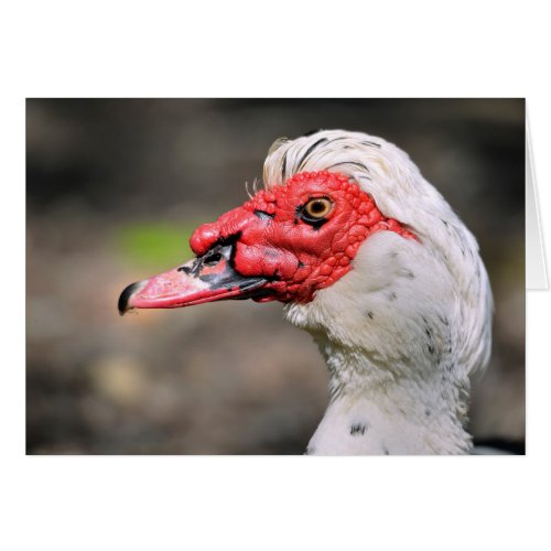 Portrait of muscovy duck