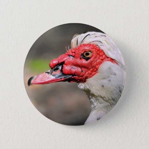 Portrait of muscovy duck button