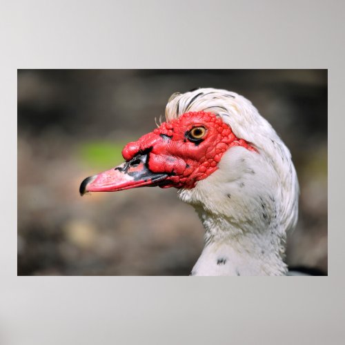 Portrait of muscovy duck poster