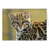 Portrait of Ocelot (Front Horizontal)
