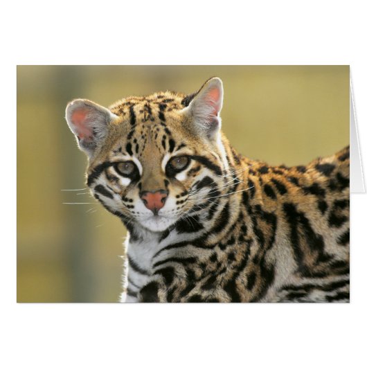 Portrait of Ocelot (Front Horizontal)