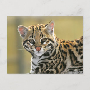 Portrait of Ocelot Postcard