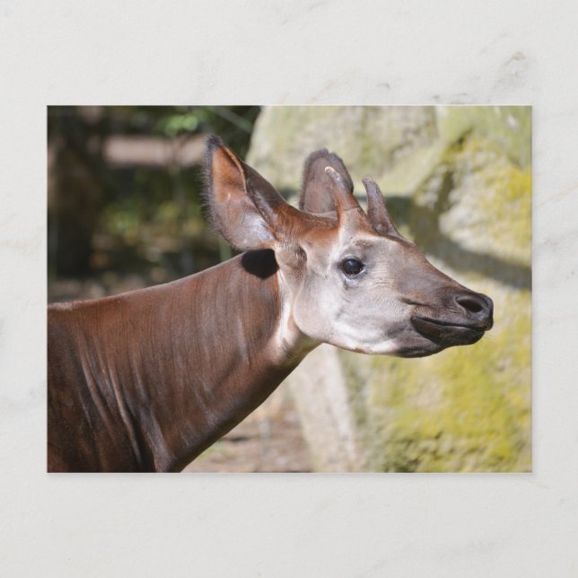 Portrait of okapi postcard (Front)