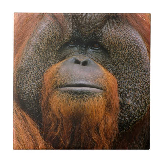 Portrait of Orang-utang Male, Georgia, USA Ceramic Tile (Front)
