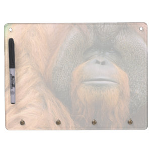 Portrait of Orang-utang Male, Georgia, USA Dry Erase Board With Keychain Holder