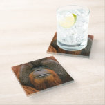 Portrait of Orang-utang Male, Georgia, USA Glass Coaster<br><div class="desc">Portrait of Orang-utang (Pongo pygmaeus) male,  Georgia,  USA</div>