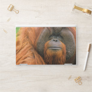 Portrait of Orang-utang Male, Georgia, USA HP Laptop Skin