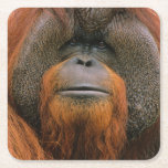 Portrait of Orang-utang Male, Georgia, USA Square Paper Coaster<br><div class="desc">Portrait of Orang-utang (Pongo pygmaeus) male,  Georgia,  USA</div>