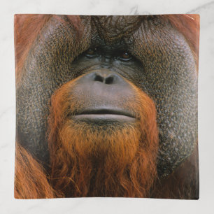 Portrait of Orang-utang Male, Georgia, USA Trinket Tray