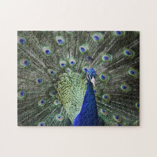 Portrait Of  Peacock With Feathers Out Jigsaw Puzzle