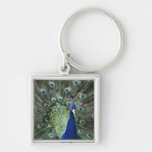 Portrait Of  Peacock With Feathers Out Keychain