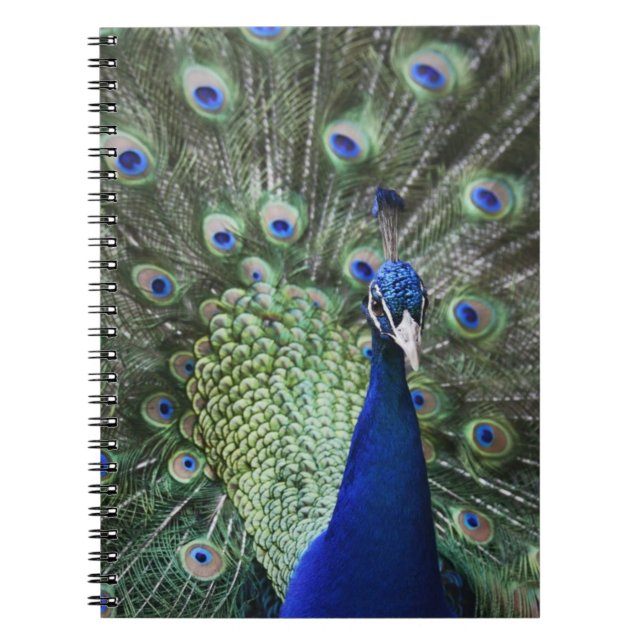 Portrait Of  Peacock With Feathers Out Notebook (Front)