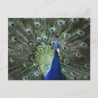 Portrait Of  Peacock With Feathers Out Postcard
