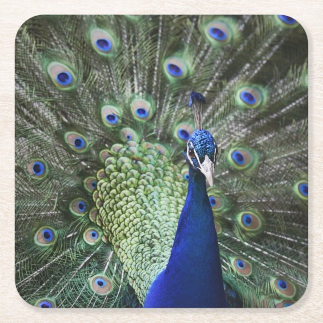 Portrait Of  Peacock With Feathers Out Square Paper Coaster (Front)