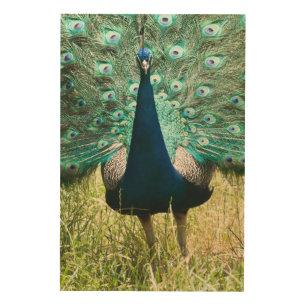 Portrait of peacock wood wall decor