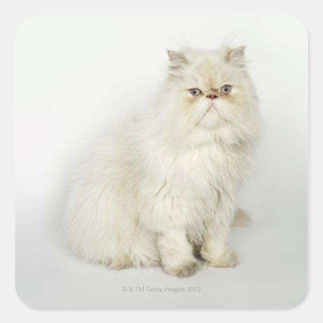 Portrait of Persian cat Square Sticker (Front)