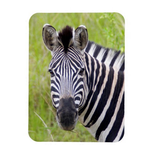 Portrait Of Plains Zebra Hluhluwe_Umfolozi Game Magnet