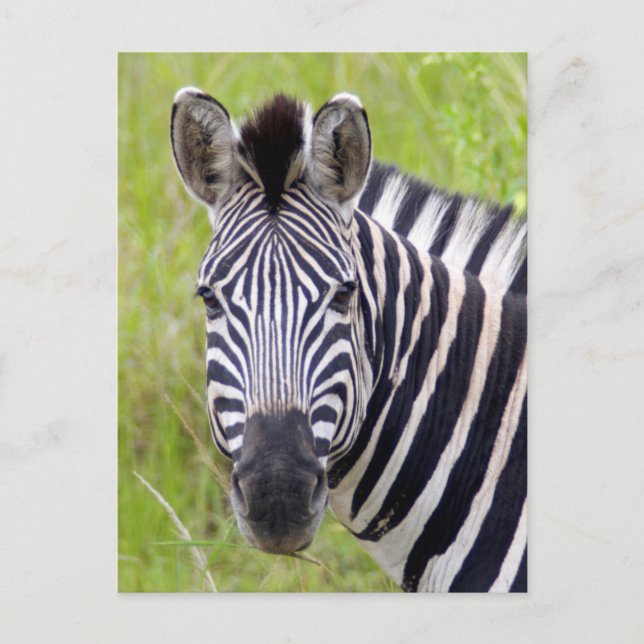 Portrait Of Plains Zebra, Hluhluwe-Umfolozi Game Postcard (Front)