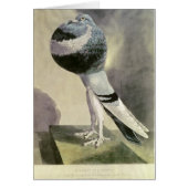 Portrait of Pouter Pigeon (Front)