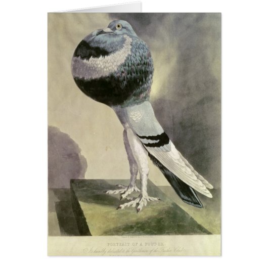 Portrait of Pouter Pigeon Cards (Front)
