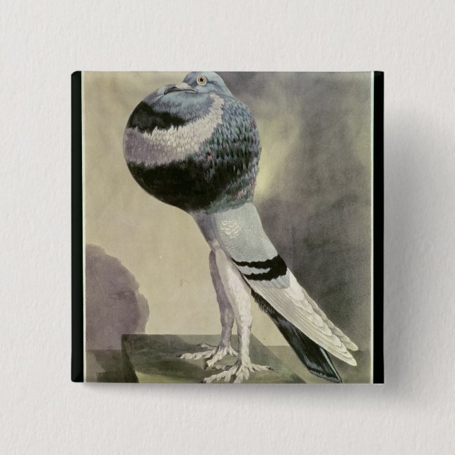 Portrait of Pouter Pigeon Pinback Button