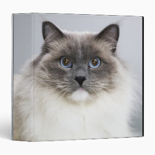 Portrait of Ragdoll Cat 3 Ring Binder