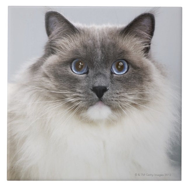 Portrait of Ragdoll cat Ceramic Tile (Front)