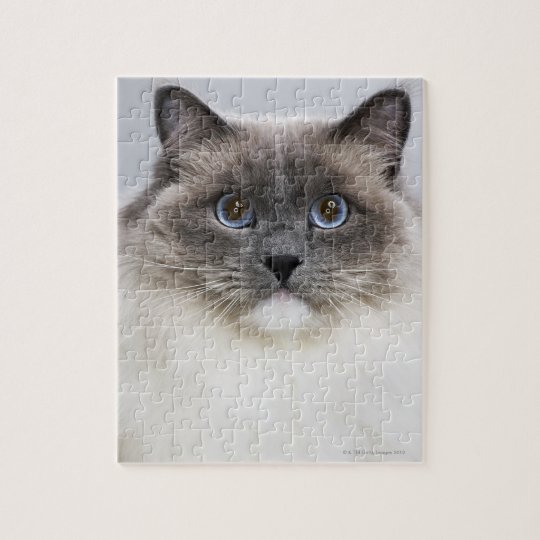 cat jigsaw puzzle