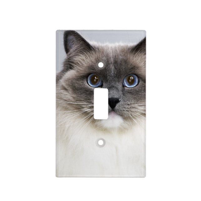Portrait of Ragdoll cat Light Switch Cover (Front)