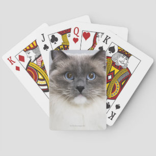 Portrait of Ragdoll cat Poker Cards