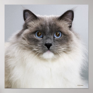 Portrait of Ragdoll Cat Poster