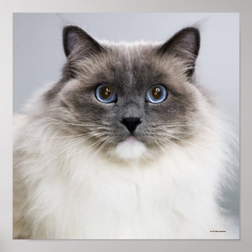 Portrait of Ragdoll cat Print | Zazzle