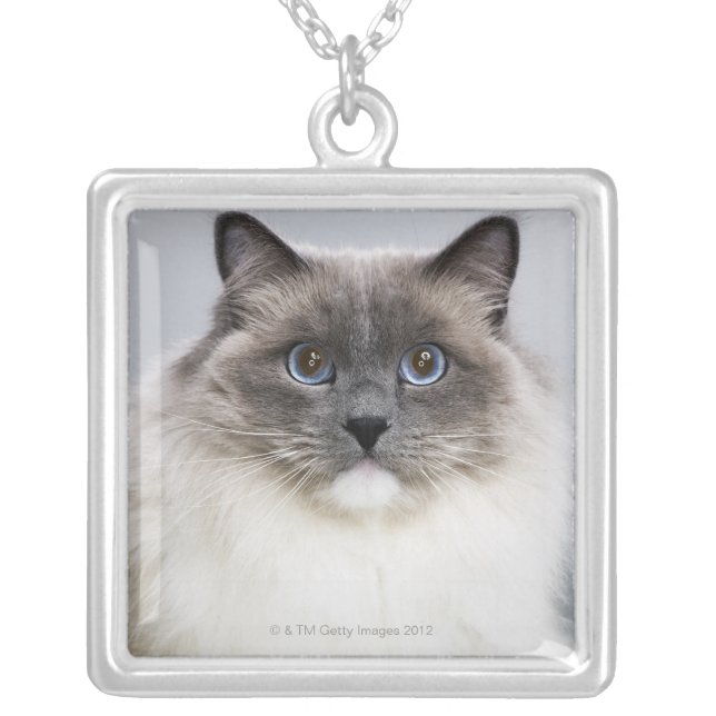 Portrait of Ragdoll cat Silver Plated Necklace (Front)