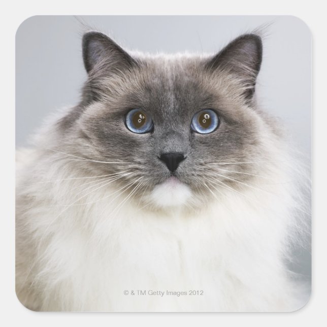 Portrait of Ragdoll cat Square Sticker (Front)
